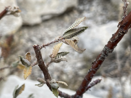 Chamaebatiaria millefolium