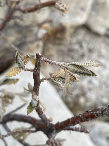 Chamaebatiaria millefolium