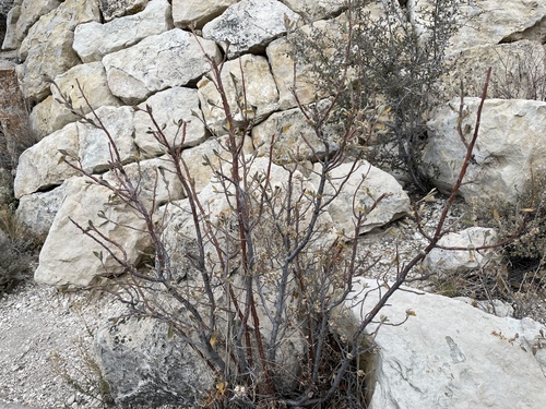 Chamaebatiaria millefolium
