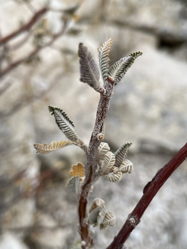 Chamaebatiaria millefolium