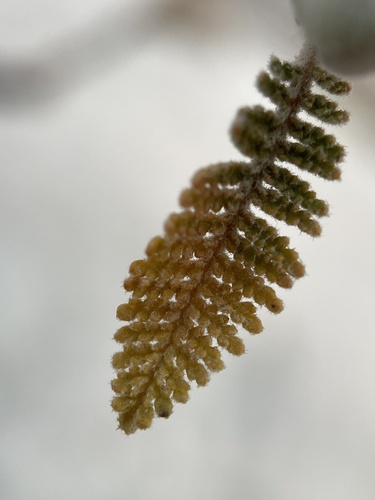 Chamaebatiaria millefolium