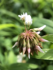 Trifolium repens