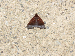 Coremagnatha orionalis