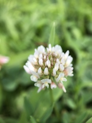 Trifolium repens