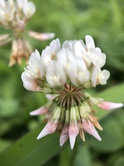Trifolium repens
