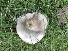 Russula