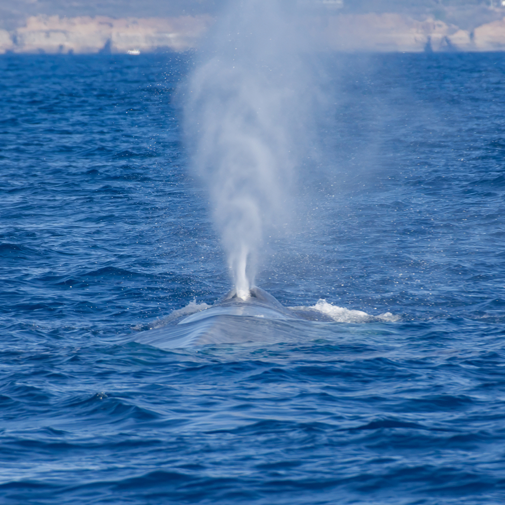 Blue whale blowing a tall spout off San Diego