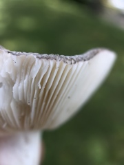 Russula