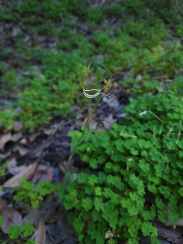 Image of Caladenia attingens by (c) Paul Winthrop, some rights reserved (CC BY)