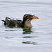 Rhinoceros Auklet - Photo (c) Ad Konings, some rights reserved (CC BY-NC), uploaded by Ad Konings