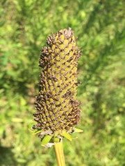 Rudbeckia texana
