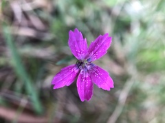 Dianthus armeria