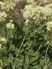 Eriogonum jamesii