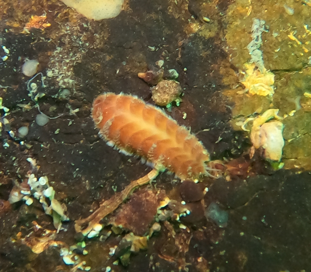 Iphione ovata