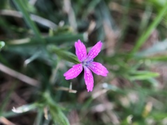 Dianthus armeria