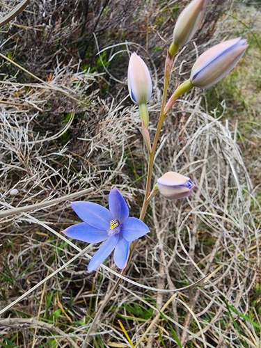 Image of Thelymitra crinita by (c) Paul Winthrop, some rights reserved (CC BY)