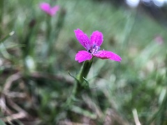 Dianthus armeria