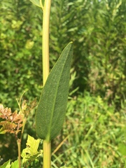 Rudbeckia texana