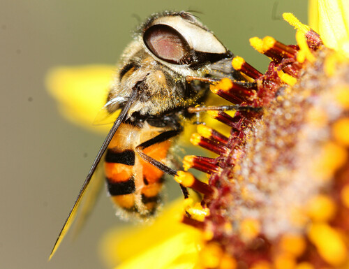 Copestylum avidum (Osten Sacken, 1877)