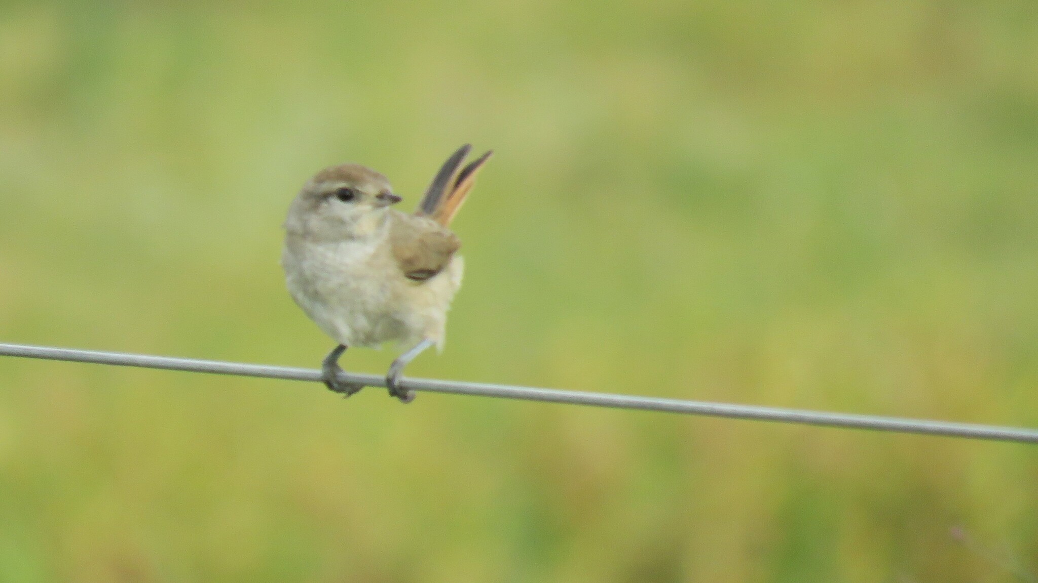 Short-billed Canastero (Asthenes baeri), photo 6
