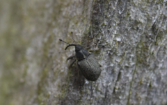 Ceutorhynchus obstrictus