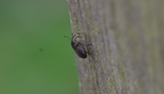 Ceutorhynchus obstrictus