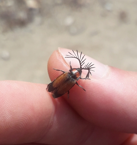 Vesta latastei