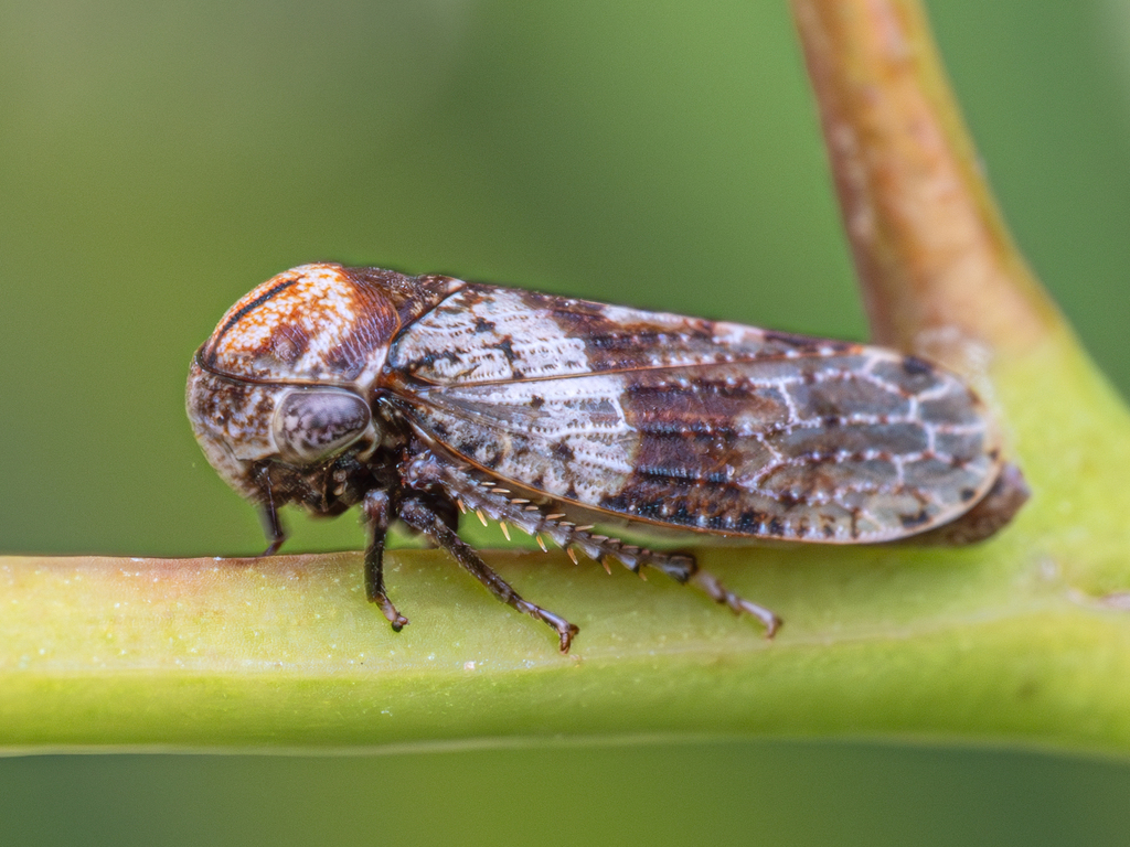 Macroceps tonnoiri