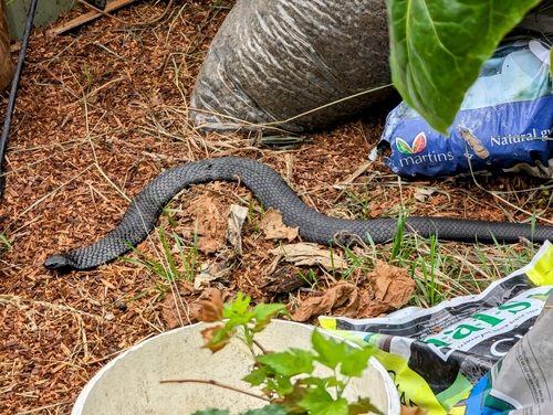 Eastern Tiger Snake sighting