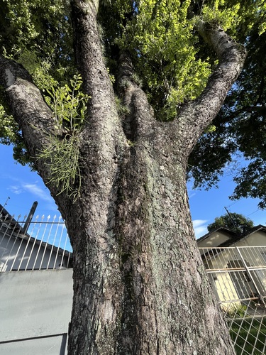 Foto de Oiti