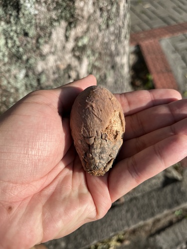 Foto de Oiti
