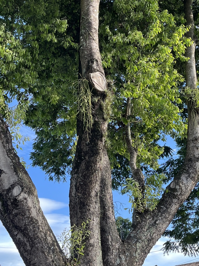 Foto de Oiti