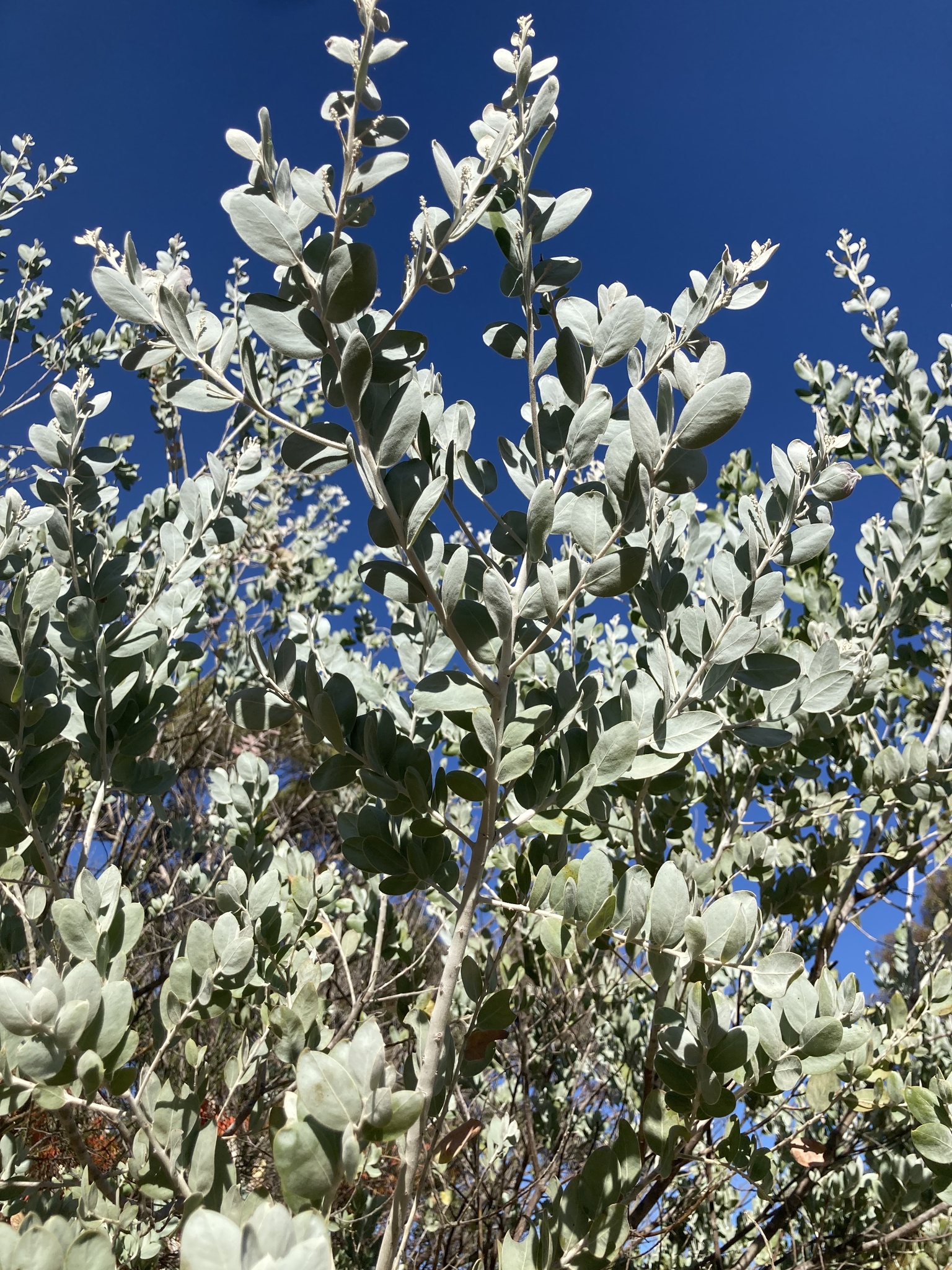 Imagem de Acácia-mimosa