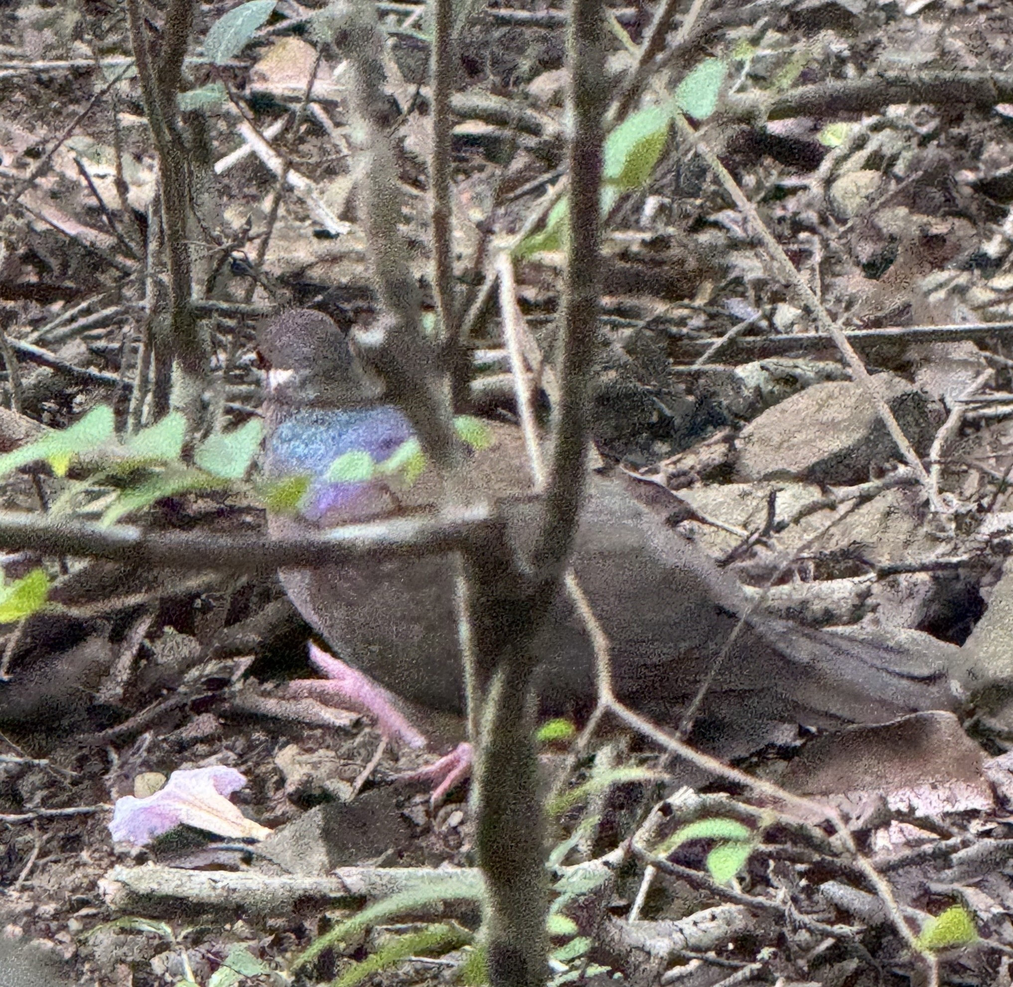 Bridled Quail-Dove (Geotrygon mystacea), photo 2