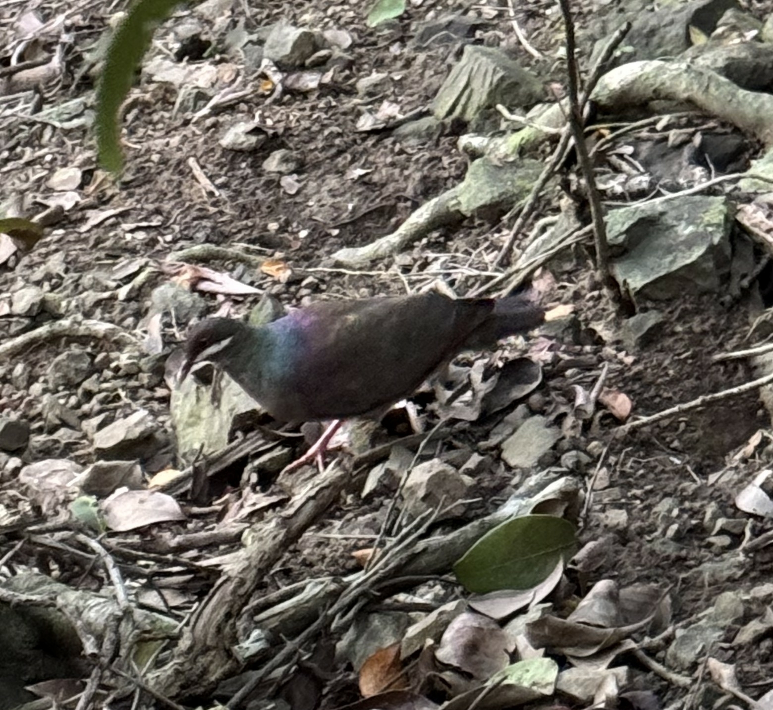 Bridled Quail-Dove (Geotrygon mystacea), photo 3