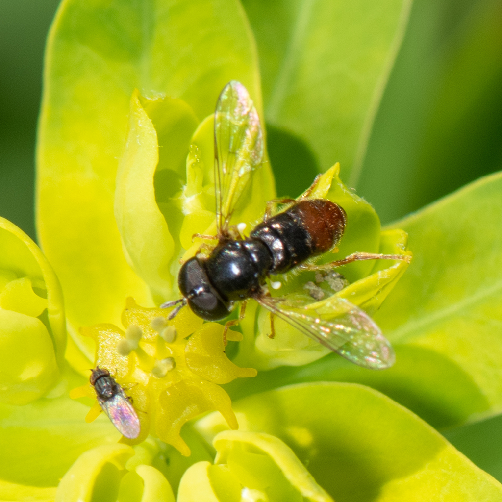 Common Grass Skimmer