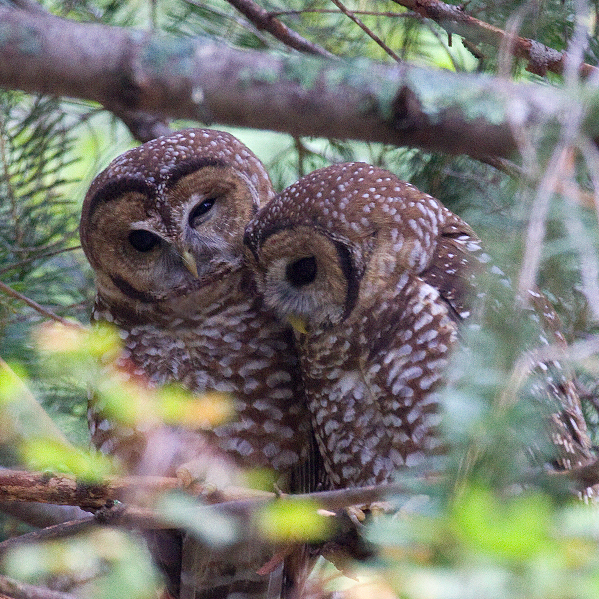 Spotted Owl illustration