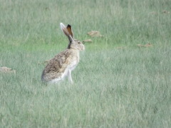 Lepus callotis
