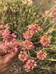Eriogonum heracleoides