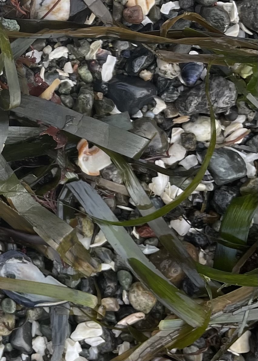 Imagem de Grama marinha
