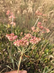 Eriogonum heracleoides