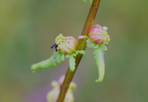 Image of Pedicularis parviflora by (c) Eric Lamb, some rights reserved (CC BY)