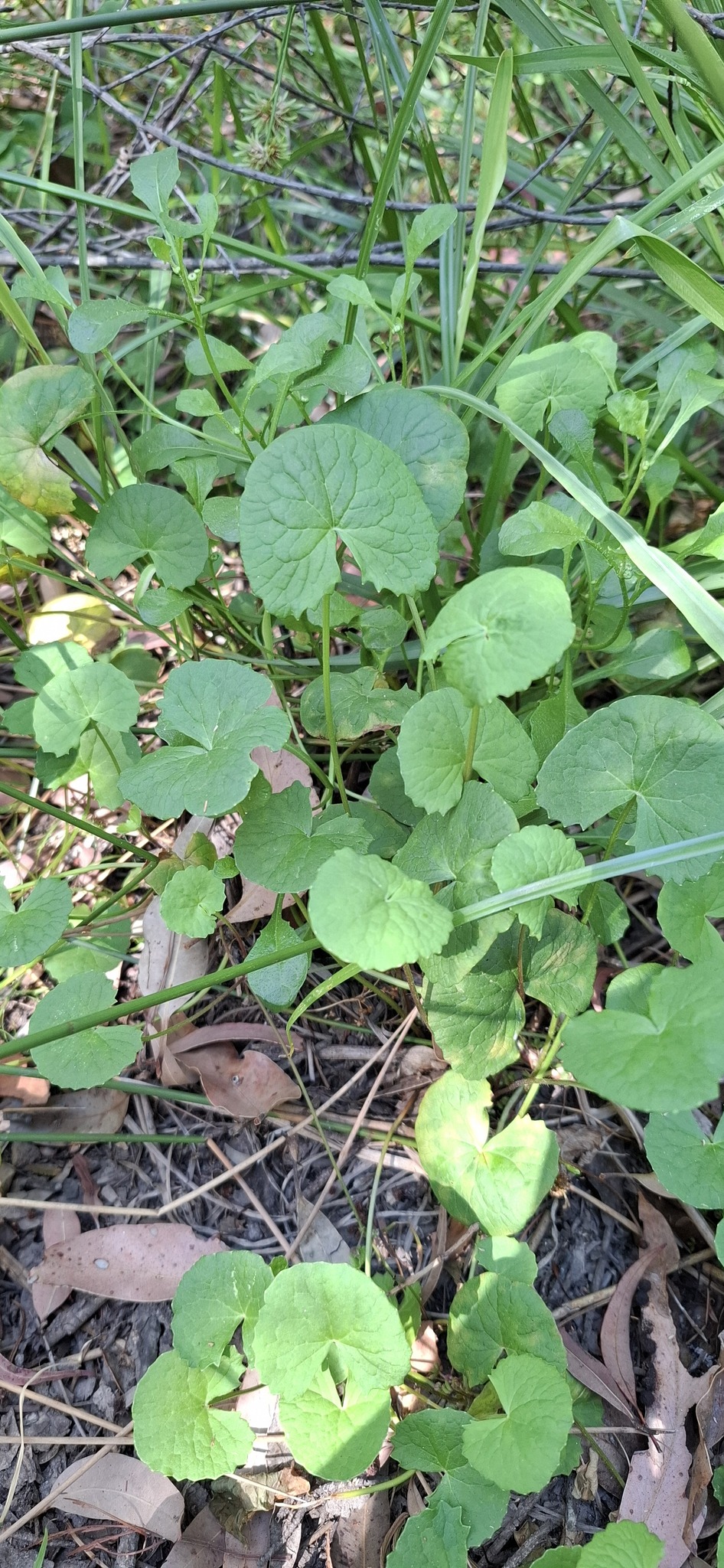 Imagem de Centella