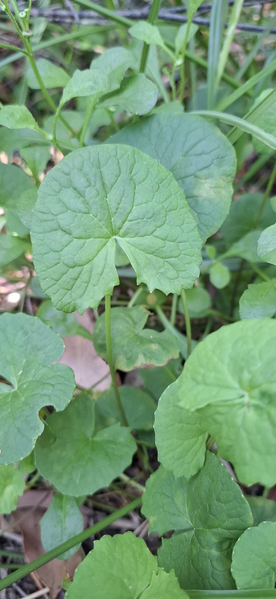 Imagem de Centella