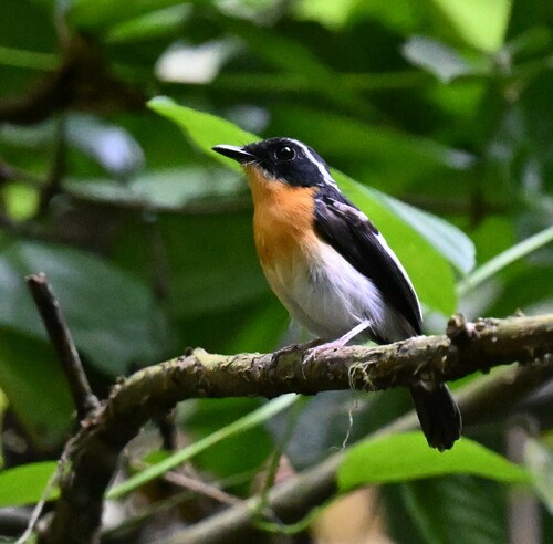 Rufous-chested Flycatcher (Ficedula dumetoria), photo 6