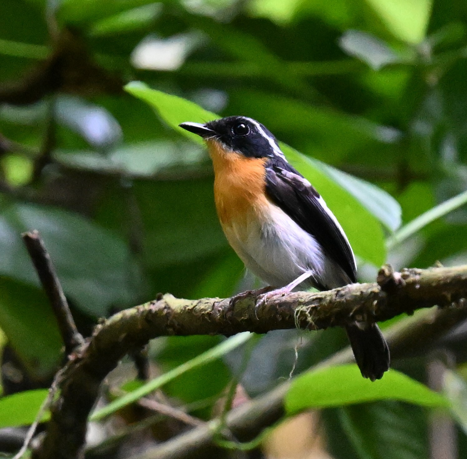 Rufous-chested Flycatcher (Ficedula dumetoria), photo 6