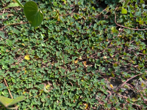 Foto de Erva-de-bicho