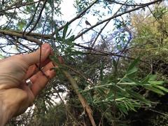 Canary Island Broom (Chamaecytisus palmensis)