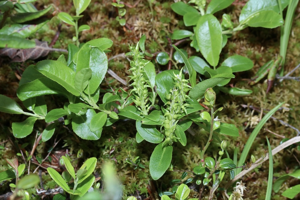 Myrtle-leaf Willow (Salix myrtillifolia) - Botanical Realm