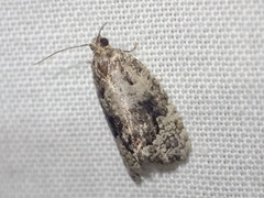 Asthenoptycha